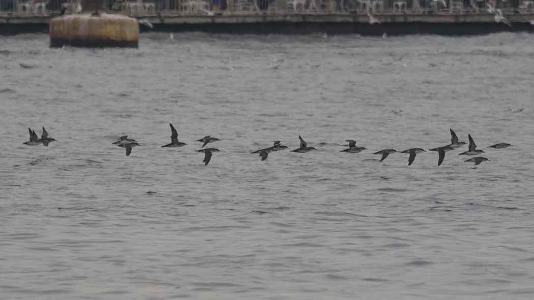 Yelkouan Shearwater